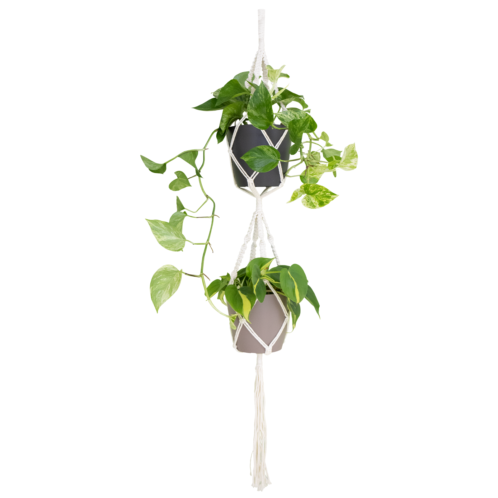 macramé têxtil com nós com planta scindapsus aureum e phildendron brasil